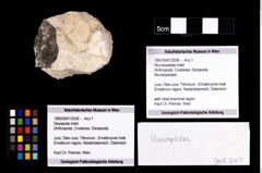 Foto (Objekt + Etikett) von Munidopsidae indet.  (NHMW-GEO-1990-0041-2536)